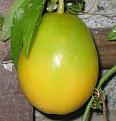 Click image for larger version

Name:	passion fruit1 2006.jpg
Views:	8114
Size:	46.8 KB
ID:	2387964