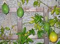 Click image for larger version

Name:	passion fruit2 2006.jpg
Views:	8854
Size:	55.1 KB
ID:	2387965