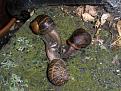 Click image for larger version

Name:	Snail orgy.jpg
Views:	1547
Size:	65.4 KB
ID:	2387967