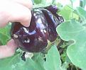 Click image for larger version

Name:	Aubergine1.jpg
Views:	427
Size:	73.1 KB
ID:	2387970