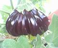 Click image for larger version

Name:	Aubergine3.jpg
Views:	416
Size:	80.0 KB
ID:	2387971