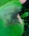 Click image for larger version

Name:	potato leaf 1.jpg
Views:	251
Size:	44.0 KB
ID:	2387972