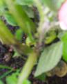 Click image for larger version

Name:	potato leaf 2.jpg
Views:	259
Size:	48.6 KB
ID:	2387973