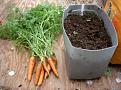 Click image for larger version

Name:	July Carrots 50.JPG
Views:	506
Size:	88.2 KB
ID:	2387981