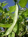 Click image for larger version

Name:	Sept Bean 55.JPG
Views:	473
Size:	88.6 KB
ID:	2387982