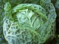 Click image for larger version

Name:	Sept Cabbage 55.JPG
Views:	448
Size:	87.3 KB
ID:	2387983