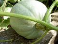 Click image for larger version

Name:	Sept Pumpkins 55.JPG
Views:	467
Size:	85.3 KB
ID:	2387984