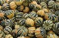 Click image for larger version

Name:	CarnivalSquash.jpg
Views:	609
Size:	26.3 KB
ID:	2388050