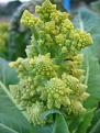 Click image for larger version

Name:	Cauliflower Romanesco.jpg
Views:	1794
Size:	67.6 KB
ID:	2388070