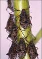 Click image for larger version

Name:	willow aphid-400.jpg
Views:	998
Size:	11.5 KB
ID:	2388090
