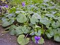 Click image for larger version

Name:	violets Feb 07-400.jpg
Views:	381
Size:	23.0 KB
ID:	2388091