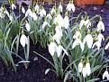 Click image for larger version

Name:	snowdrop-400.jpg
Views:	489
Size:	25.7 KB
ID:	2388092