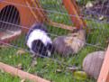 Click image for larger version

Name:	All 3 munching grass-400.jpg
Views:	1027
Size:	13.0 KB
ID:	2388500