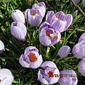 Click image for larger version

Name:	IMG_0314.jpg
Views:	381
Size:	50.2 KB
ID:	2404301