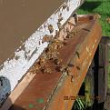 Click image for larger version

Name:	IMG_0324.jpg
Views:	362
Size:	34.8 KB
ID:	2404305