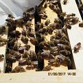 Click image for larger version

Name:	IMG_0354.jpg
Views:	351
Size:	43.1 KB
ID:	2404472