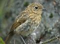 Click image for larger version

Name:	Robin1S.jpg
Views:	306
Size:	76.0 KB
ID:	2404729