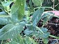 Click image for larger version

Name:	IMG_5841.jpg
Views:	197
Size:	93.0 KB
ID:	2404765