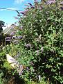 Click image for larger version

Name:	Buddlea living up to its name.jpg
Views:	230
Size:	226.8 KB
ID:	2405260
