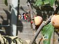 Click image for larger version

Name:	01-DSCN2459.jpg
Views:	285
Size:	86.9 KB
ID:	2405282