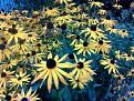 Click image for larger version

Name:	flowers2.jpg
Views:	478
Size:	166.9 KB
ID:	2405394
