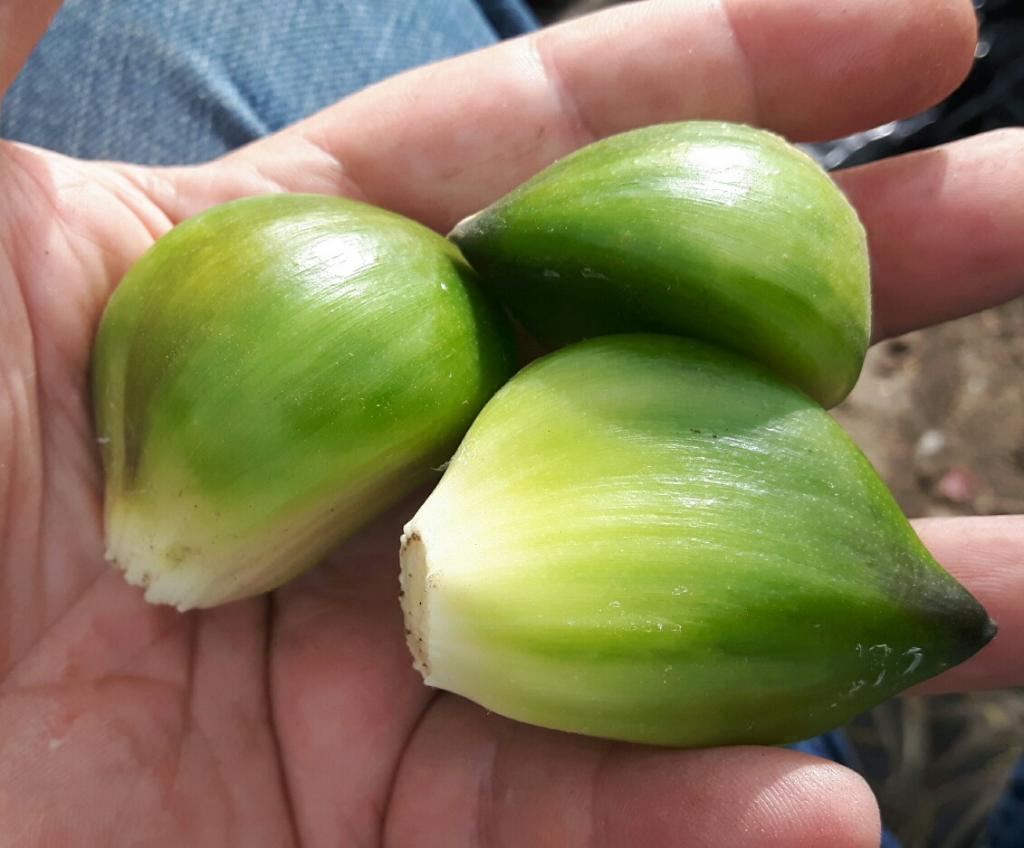 Green Garlic cloves - The Grapevine