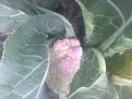 Click image for larger version

Name:	IMG_0667.jpg
Views:	355
Size:	58.2 KB
ID:	2405477