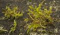 Click image for larger version

Name:	Moss-2.jpg
Views:	284
Size:	122.9 KB
ID:	2405589