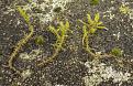 Click image for larger version

Name:	Moss-3.jpg
Views:	270
Size:	151.3 KB
ID:	2405590