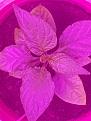 Click image for larger version

Name:	Wrinkled Leaves.jpg
Views:	495
Size:	90.6 KB
ID:	2405704