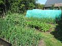 Click image for larger version

Name:	24th may 2018 veg garden.jpg
Views:	190
Size:	111.2 KB
ID:	2406423