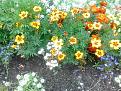 Click image for larger version

Name:	marigolds.jpg
Views:	267
Size:	181.1 KB
ID:	2406492