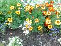 Click image for larger version

Name:	marigolds.jpg
Views:	438
Size:	181.1 KB
ID:	2406492