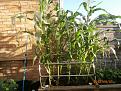 Click image for larger version

Name:	Corn.JPG
Views:	304
Size:	173.3 KB
ID:	2406516