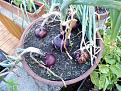 Click image for larger version

Name:	onions 18.2.jpg
Views:	257
Size:	173.0 KB
ID:	2406519