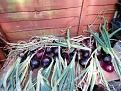 Click image for larger version

Name:	onions 18.1.jpg
Views:	248
Size:	167.5 KB
ID:	2406520