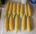 Click image for larger version

Name:	corn.jpg
Views:	281
Size:	632.5 KB
ID:	2406606