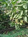 Click image for larger version

Name:	broadbeans.jpg
Views:	191
Size:	503.7 KB
ID:	2406615