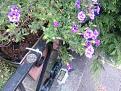 Click image for larger version

Name:	flower1.jpg
Views:	231
Size:	153.8 KB
ID:	2406642
