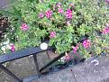 Click image for larger version

Name:	flower2.jpg
Views:	230
Size:	151.2 KB
ID:	2406643