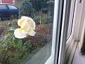 Click image for larger version

Name:	rose1.jpg
Views:	225
Size:	102.2 KB
ID:	2406693