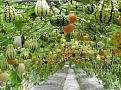 Click image for larger version

Name:	how-To-Build-Squash-Arch-1-600x445.jpg
Views:	2504
Size:	82.8 KB
ID:	2407310