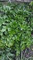 Click image for larger version

Name:	Shrub1.jpg
Views:	222
Size:	40.4 KB
ID:	2407368