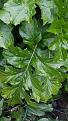 Click image for larger version

Name:	shrub2.jpg
Views:	230
Size:	33.6 KB
ID:	2407369