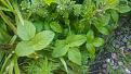 Click image for larger version

Name:	Ground Elder.jpg
Views:	335
Size:	89.7 KB
ID:	2407382