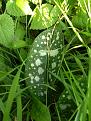 Click image for larger version

Name:	PLANT 3.jpg
Views:	454
Size:	422.2 KB
ID:	2407590