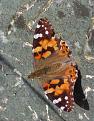 Click image for larger version

Name:	butterfly.jpg
Views:	145
Size:	77.4 KB
ID:	2407598