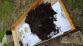 Click image for larger version

Name:	compost 1.jpg
Views:	282
Size:	161.3 KB
ID:	2407609