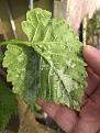 Click image for larger version

Name:	Bottom of leaf.jpg
Views:	1134
Size:	19.7 KB
ID:	2408352