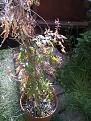 Click image for larger version

Name:	IMG_20200513_174309.jpg
Views:	182
Size:	789.7 KB
ID:	2495263